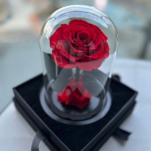 The Beauty and The Beast Red Rose